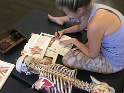 Functional anatomy lesson for palpation