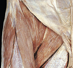 Deep Tissue Massage with cadaver anatomy