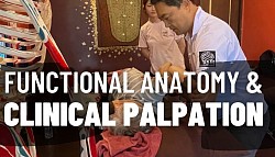 Functional Anatomy & Clinical Palpation